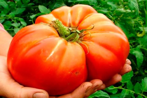 odrůdy pro pěstování rajčat