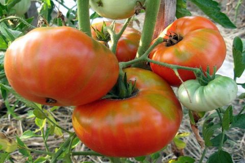 tomato the pride of Siberia