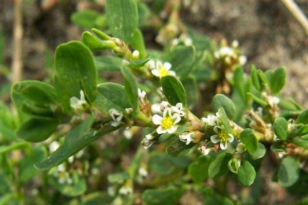 floració arbustiva 