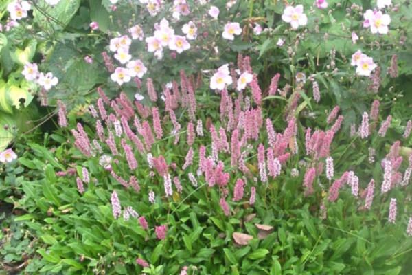 taniman ng bulaklak 