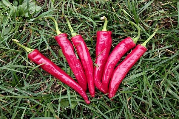 ljuta paprika 