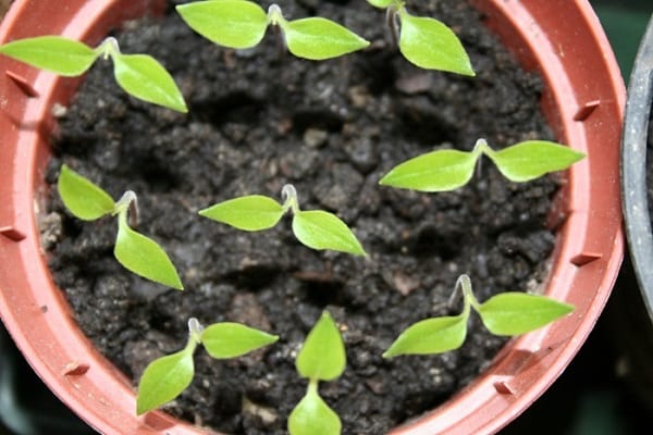  growing in pots