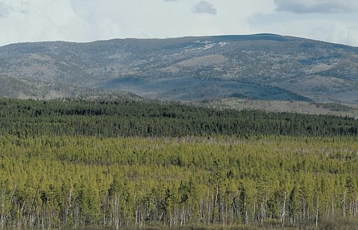 molta vegetació 