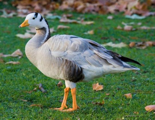 mountain goose