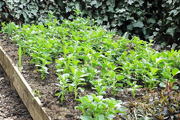 natuurlijke groenbemesting