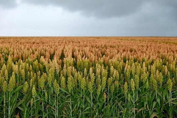 nightshade crops