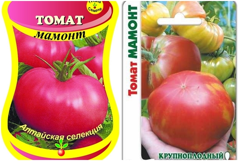 sementes de tomate mamute