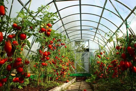 tomatoes in a greenhouse