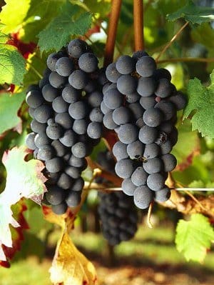 carmenere rypäleet