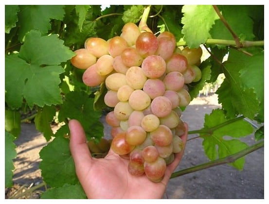 white miracle grapes