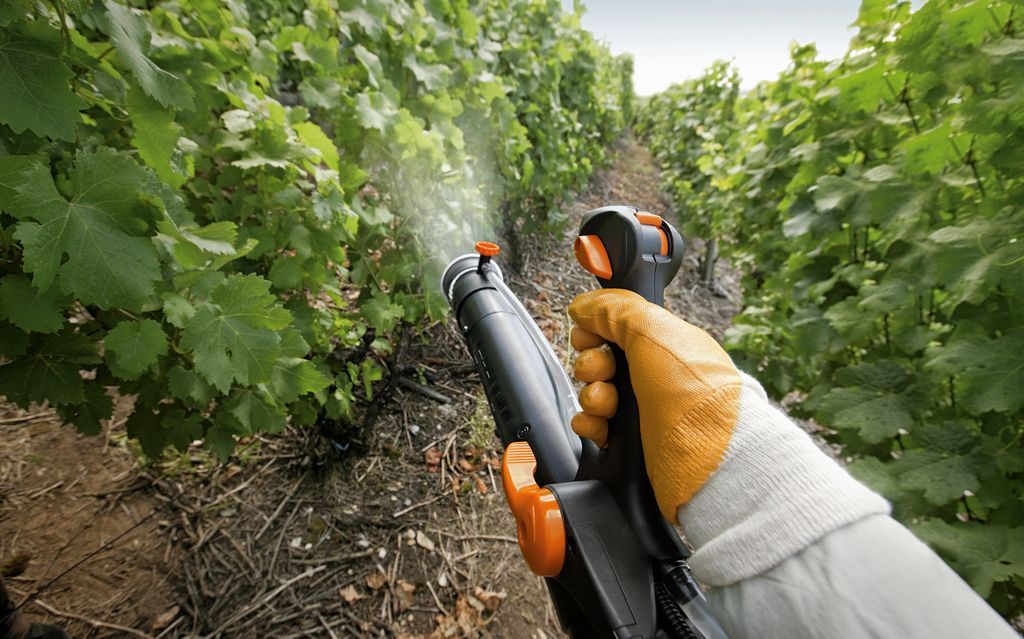 spraying grapes