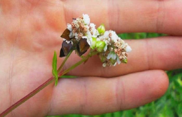 Buchweizenblüte 