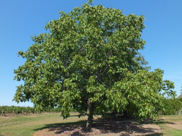 hoe een walnoot te planten