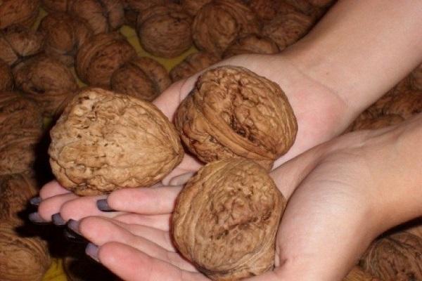 higanteng walnut 