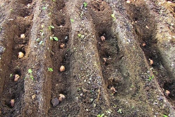 buracos para plantar 