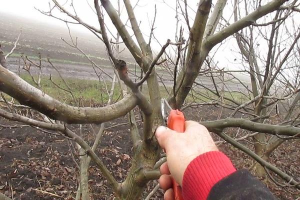 tree pruning 