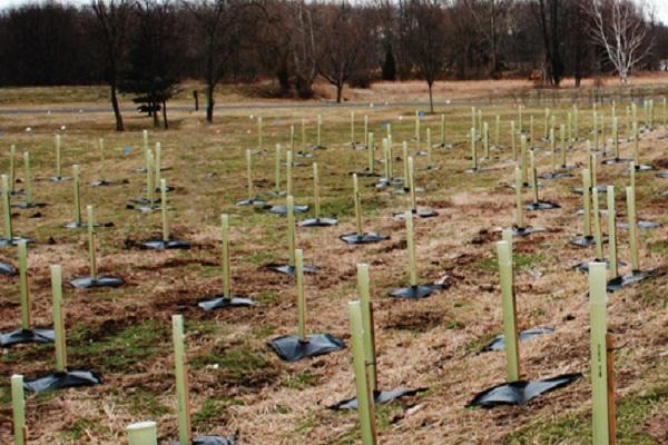 wintering of seedlings 