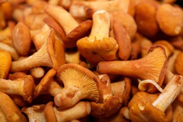 champignons saffraan melkdoppen