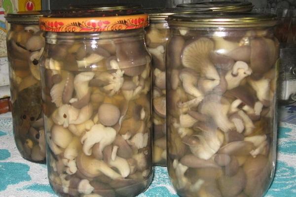 oyster mushrooms for the winter