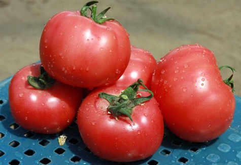 Aussehen der Pink Claire-Tomate