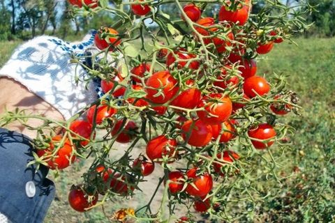 Tomatenfrucht