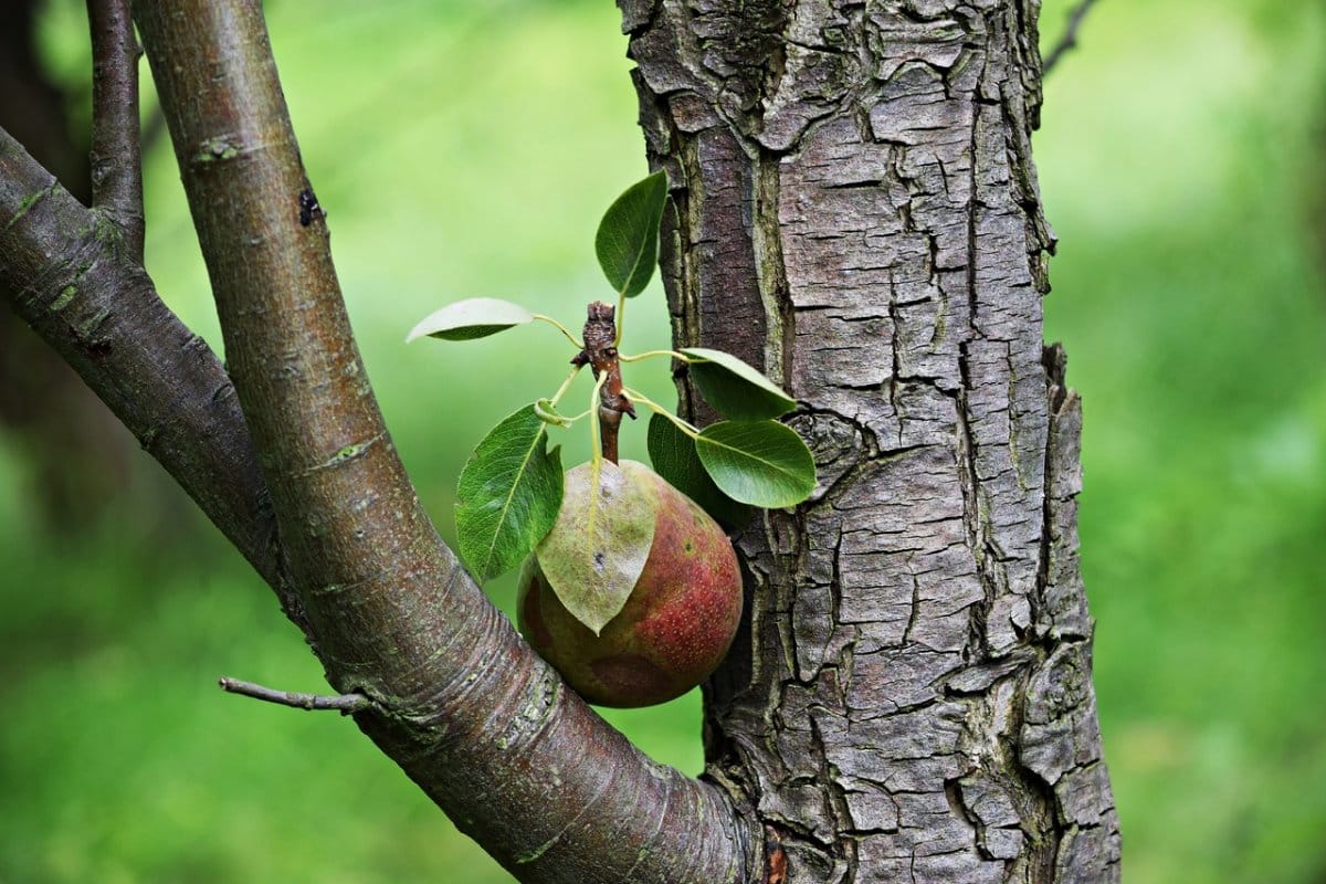 Birne trägt keine Früchte