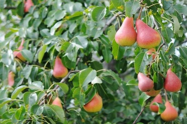 les fruits deviennent rouges 