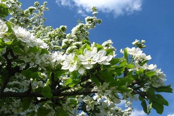 fleurs blanches 