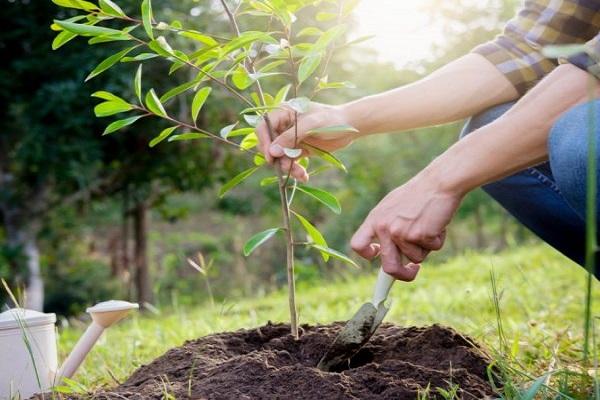 planting a seedling 