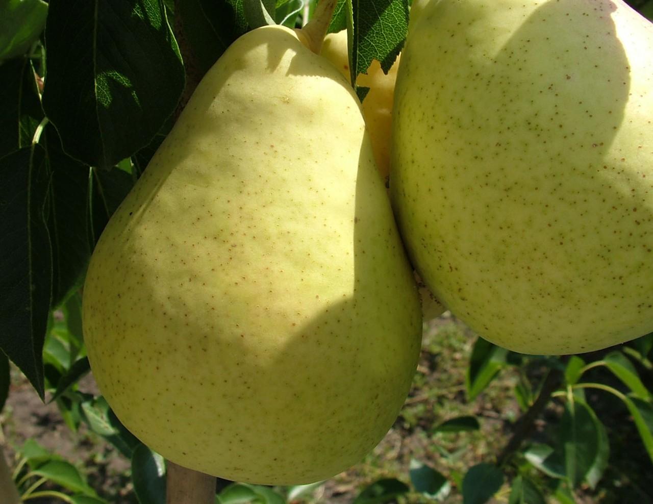 pear Domestic