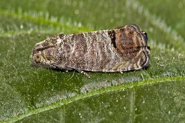 papillon du carpocapse de la pomme