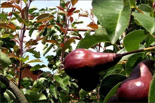 poire sur l'arbre 