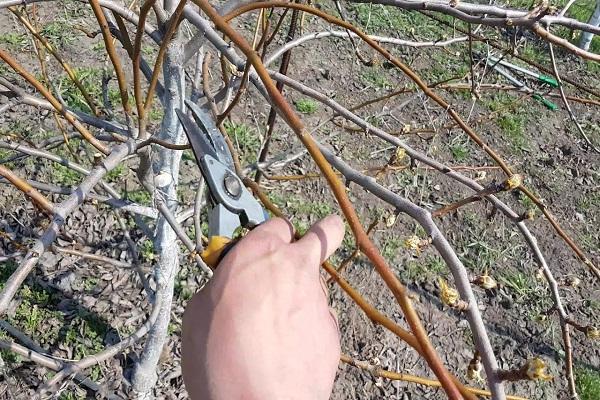 taille des branches 