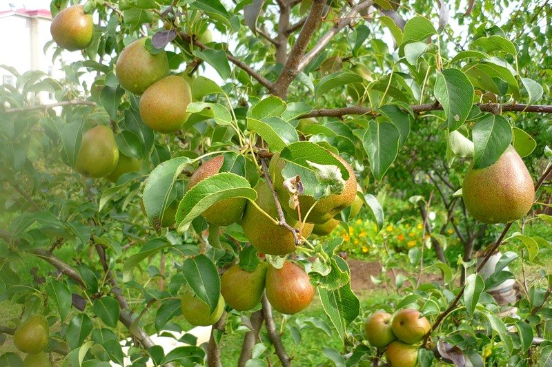 la poire ne porte pas de fruits