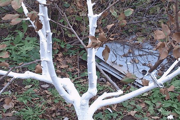 Holz tünchen