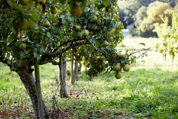 grüner Baum 