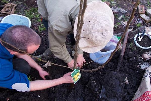 plantar una plántula