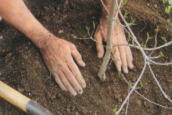 het planten van een zaailing 