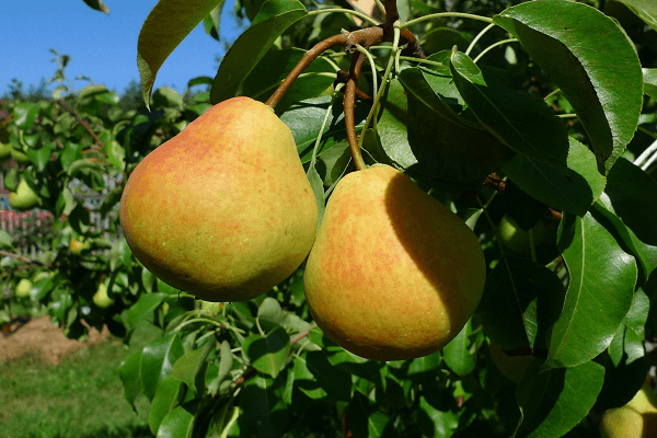 frutas na árvore 