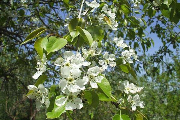 flor da árvore 