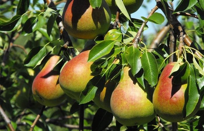 poire Carmen