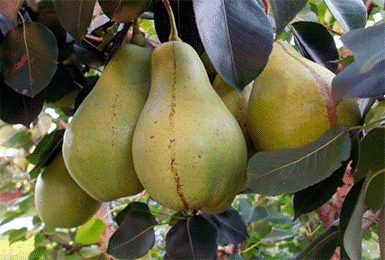 pear curé