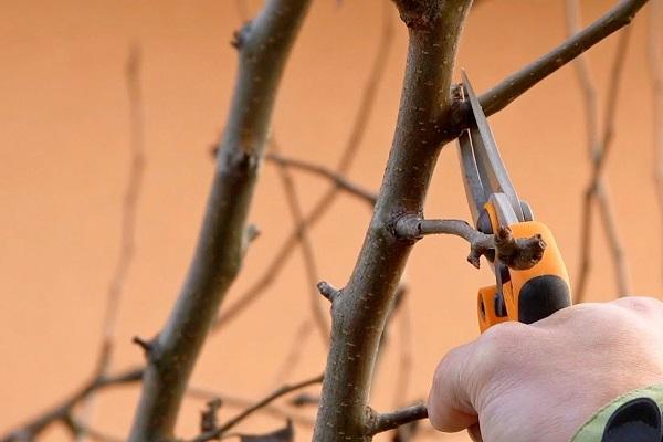 pruning branches 