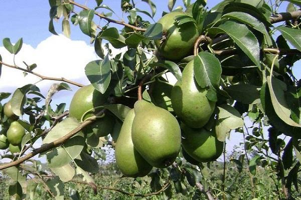 green fruits 