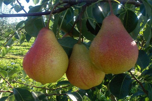 zijkanten worden rood 