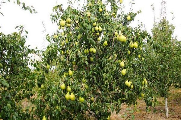 árbol de vitaminas 