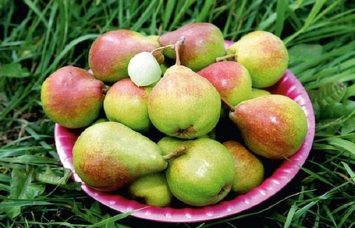 fruit harvest 