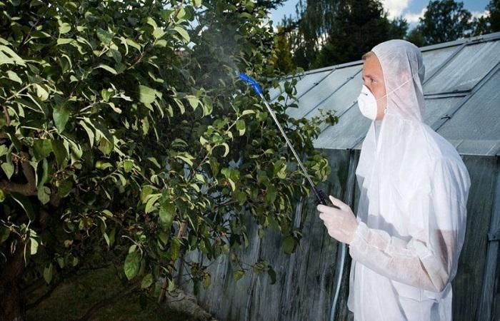 pear processing 