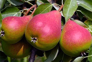 Malvina pear