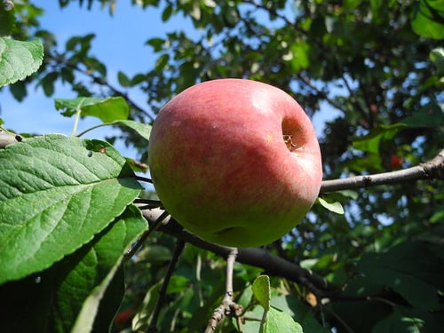 apple tree July Chernenko 